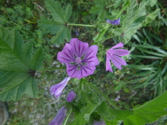 Malva sylvestris sylvestris