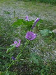 Malva sylvestris sylvestris