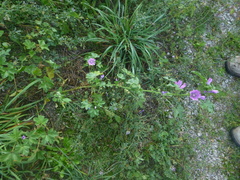 Malva sylvestris sylvestris