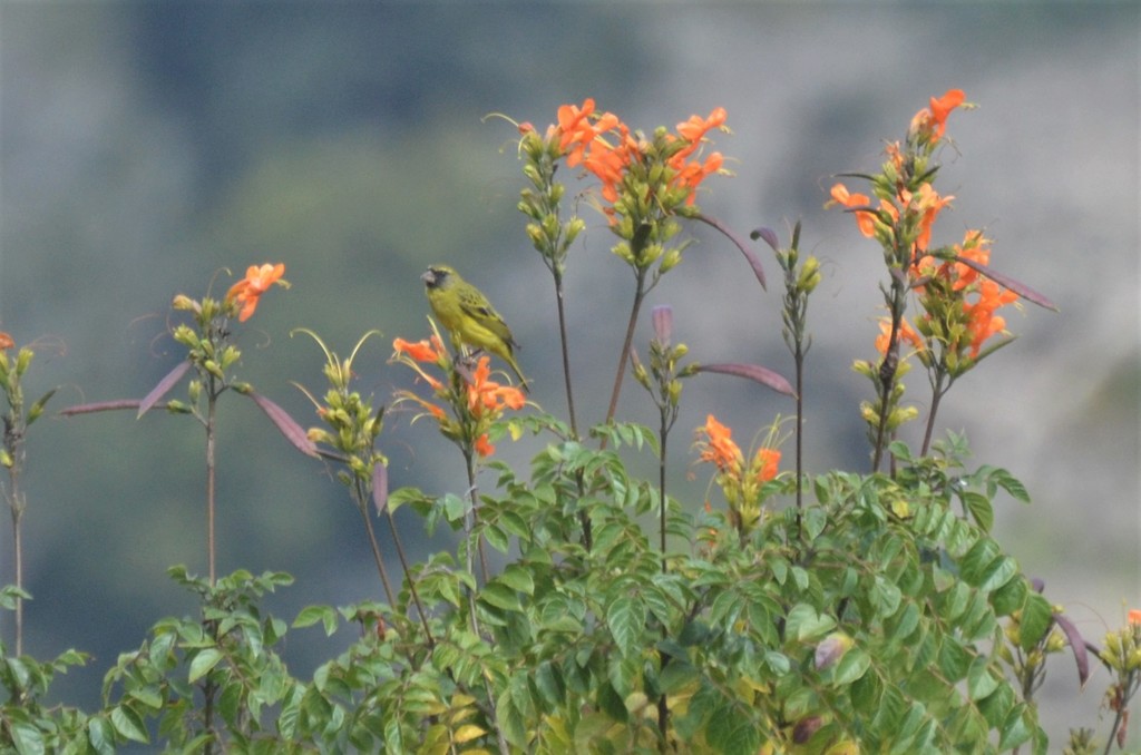 African Honeysuckle