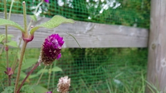 Ariamnes cylindrogaster