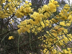 Acacia elongata