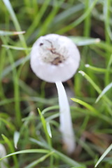 Hemimycena candida