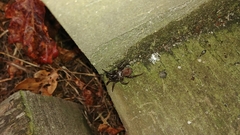 Antrodiaetus pacificus