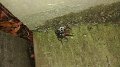 Antrodiaetus pacificus