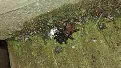 Antrodiaetus pacificus