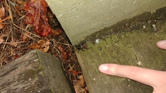 Antrodiaetus pacificus