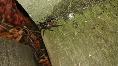 Antrodiaetus pacificus