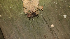 Antrodiaetus pacificus