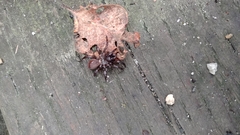 Antrodiaetus pacificus