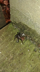 Antrodiaetus pacificus