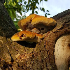 Inonotus hispidus