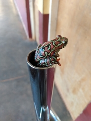 Hyperolius riggenbachi