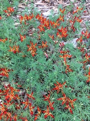 Lotus berthelotii