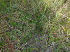 Artemisia santonicum