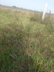 Artemisia santonicum
