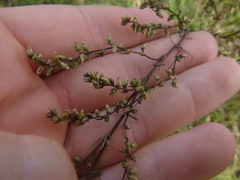 Artemisia santonicum