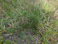 Artemisia santonicum