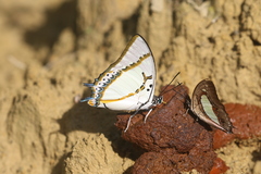 Polyura eudamippus
