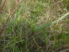 Artemisia santonicum