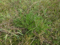 Artemisia santonicum