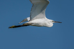 Egretta garzetta × gularis