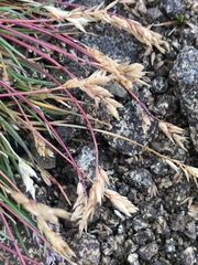 Poa abbreviata