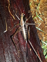 Alfredectes semiaeneus