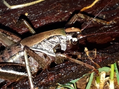 Alfredectes semiaeneus