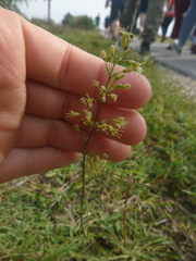 Silene otites otites