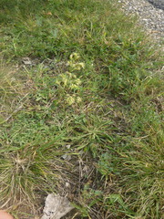 Silene otites otites