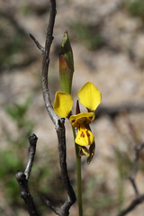 Diuris chrysantha