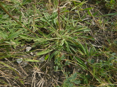 Silene otites otites