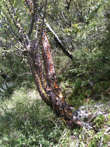 Fouquieria ochoterenae (Fouquieria ochoterenae)