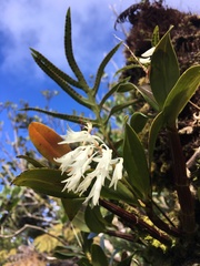 Dendrobium moorei