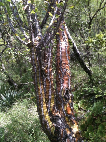 Fouquieria ochoterenae, photograph 2