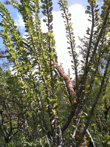Fouquieria ochoterenae, photograph 3