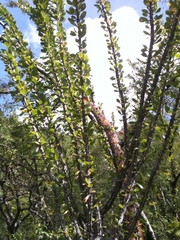 Fouquieria ochoterenae, photograph (c) Eugenio Padilla, some rights reserved (CC BY-SA)