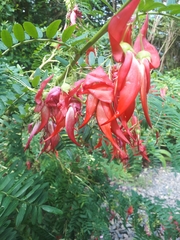 Clianthus