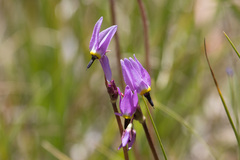 Dodecatheon