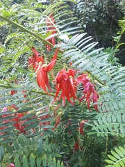 Clianthus