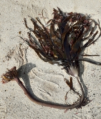 Laminaria hyperborea