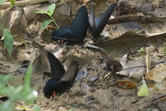 Menelaides