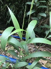 Setaria palmifolia