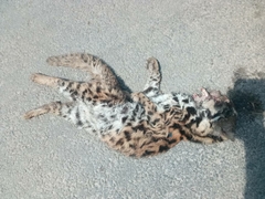 Prionailurus bengalensis