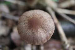 Psathyrella spadiceogrisea
