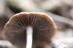 Psathyrella spadiceogrisea