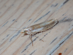 Ypsolopha parenthesella