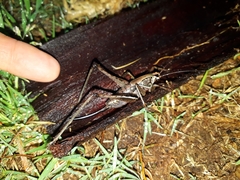 Alfredectes semiaeneus