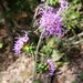 Liatris squarrulosa - Photo (c) Darrel Brown, algunos derechos reservados (CC BY-NC), subido por Darrel Brown